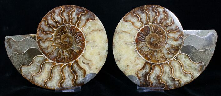 Gorgeous Polished Ammonite Pair - Agatized #11783